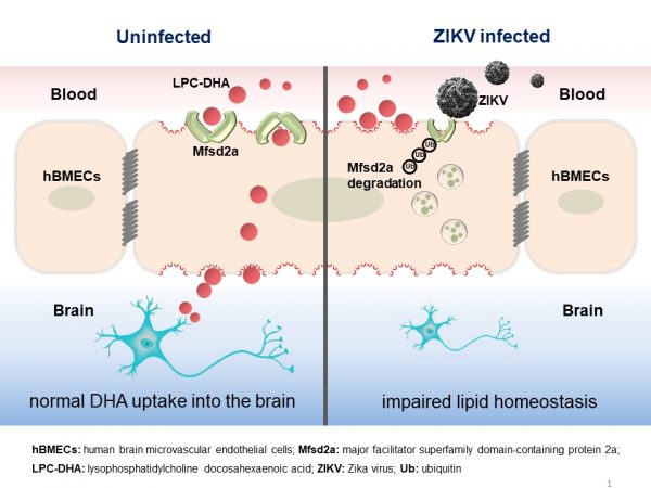 ZIKV感染降解Mfsd2a影響DHA吸收和脂質(zhì)穩(wěn)態(tài)的分子機制模式圖